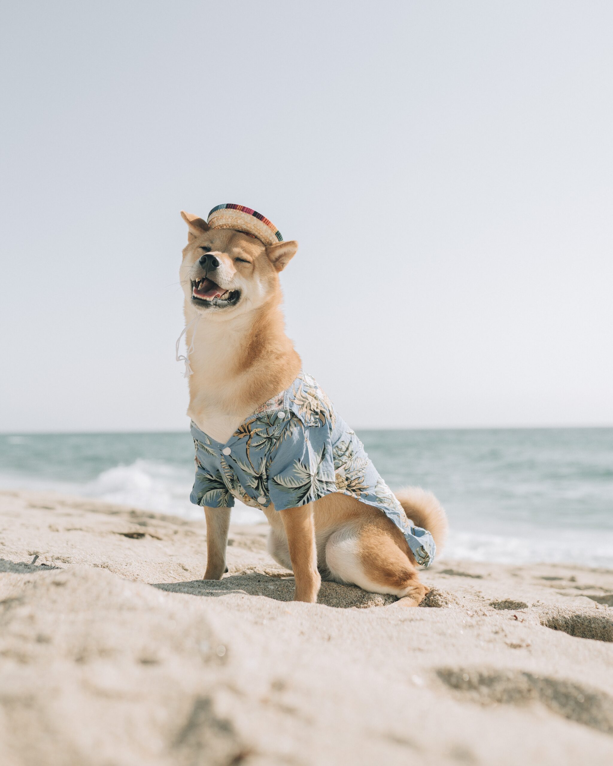 Paws & Play: Pet-Friendly Rentals in Gulf Shores